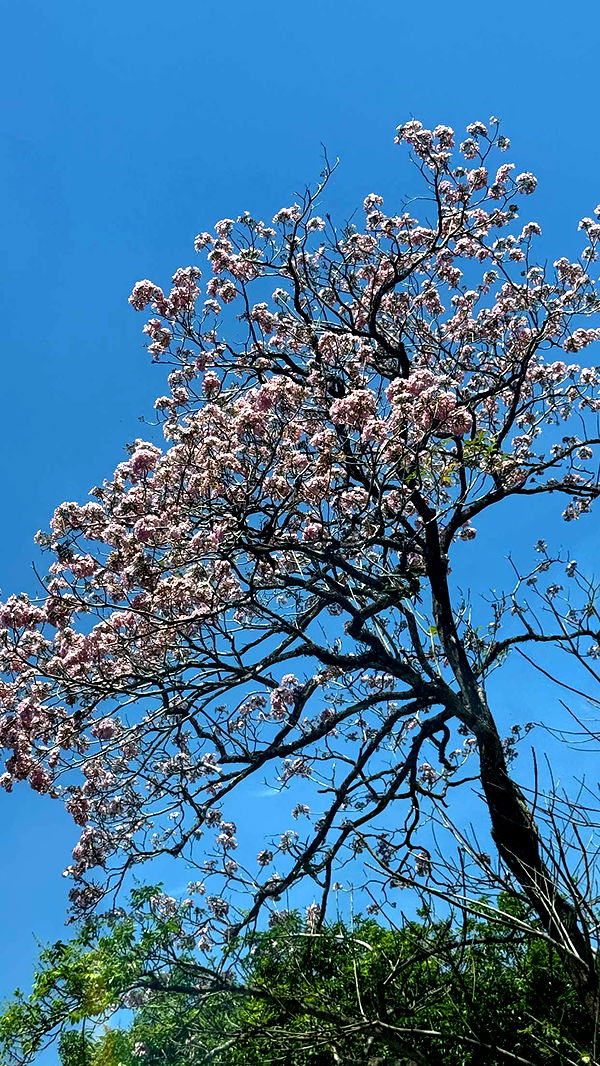 itsnellxoxo image ~ Altpins