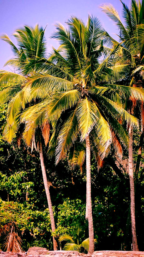 itsnellxoxo image ~ Altpins