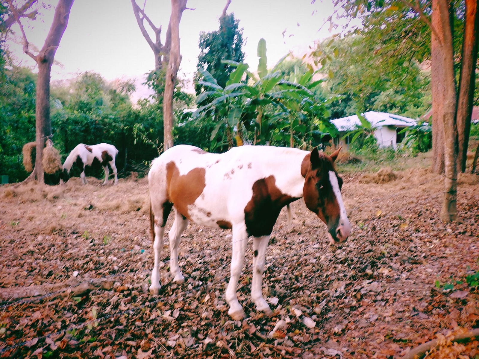 itsnellxoxo snapchat image archive image