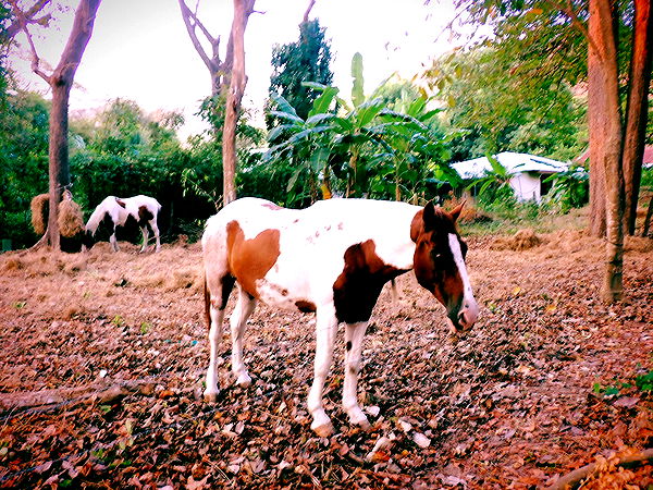 itsnellxoxo image ~ Altpins