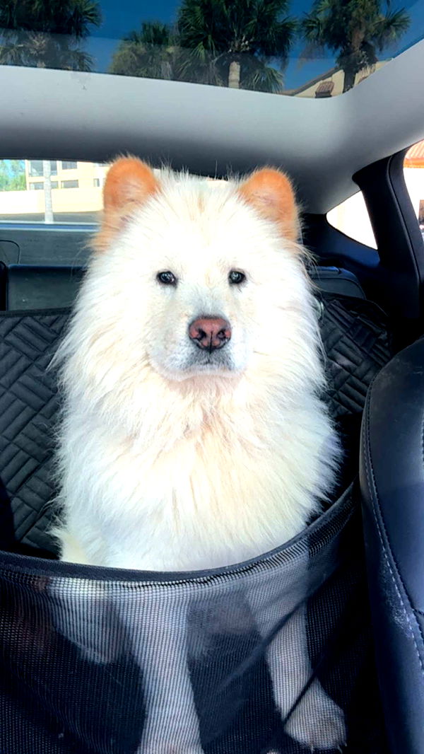 itsnellxoxo image ~ Altpins