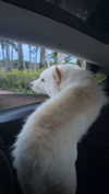 itsnellxoxo Altpins Profile Picture