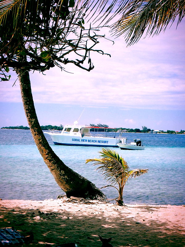 itsnellxoxo image ~ Altpins