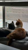 iwong.04 Altpins Profile Picture