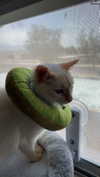 iwong.04 Altpins Profile Picture