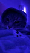 iwong.04 Altpins Profile Picture