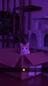 iwong.04 Altpins Profile Picture