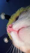 iwong.04 Altpins Profile Picture