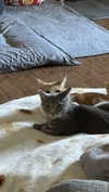 iwong.04 Altpins Profile Picture