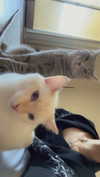iwong.04 Altpins Profile Picture