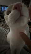 iwong.04 Altpins Profile Picture