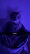 iwong.04 Altpins Profile Picture