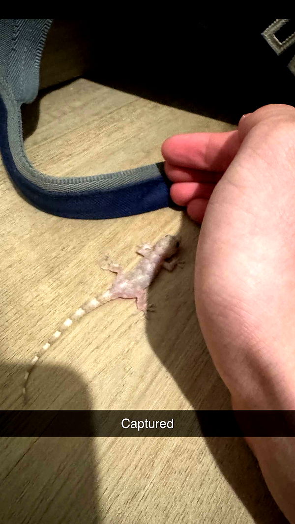 jacobxday image ~ Altpins