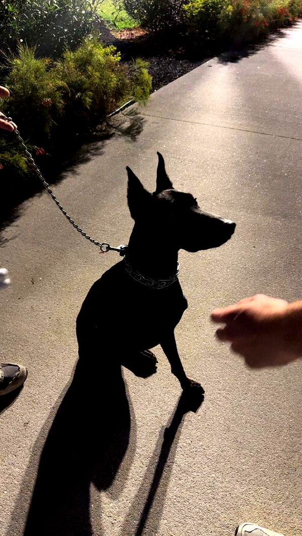 jacobxday image ~ Altpins