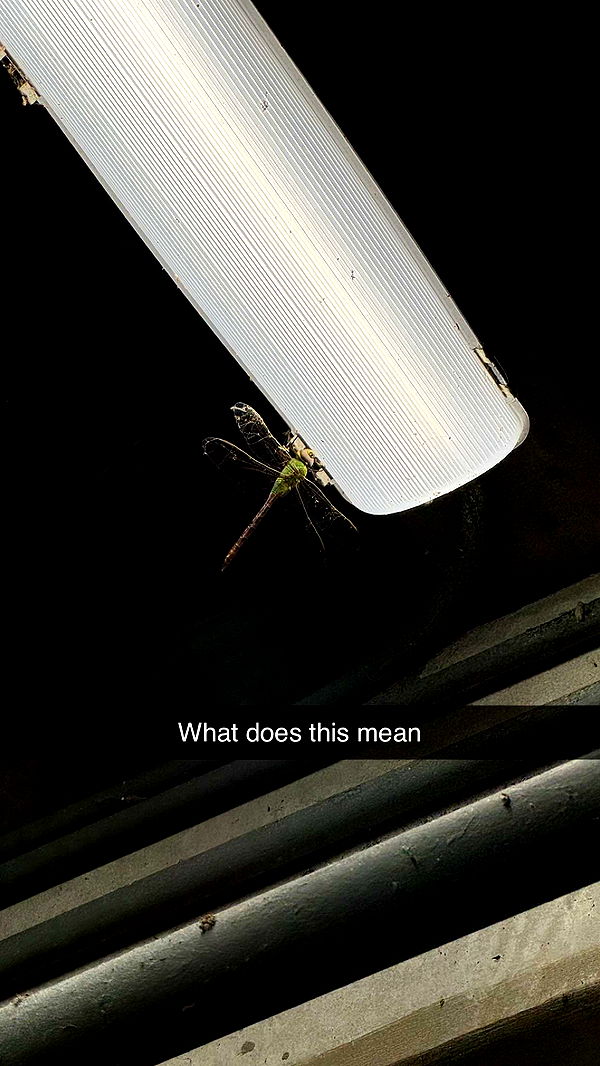 jacobxday image ~ Altpins