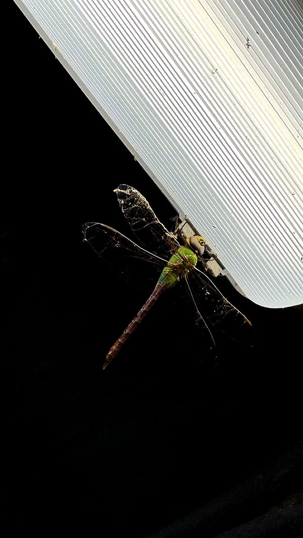 jacobxday image ~ Altpins