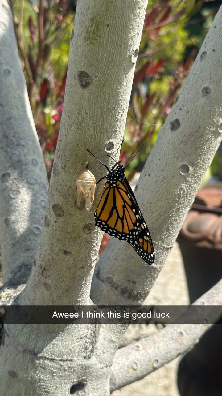 jadelynmusic snapchat image archive image