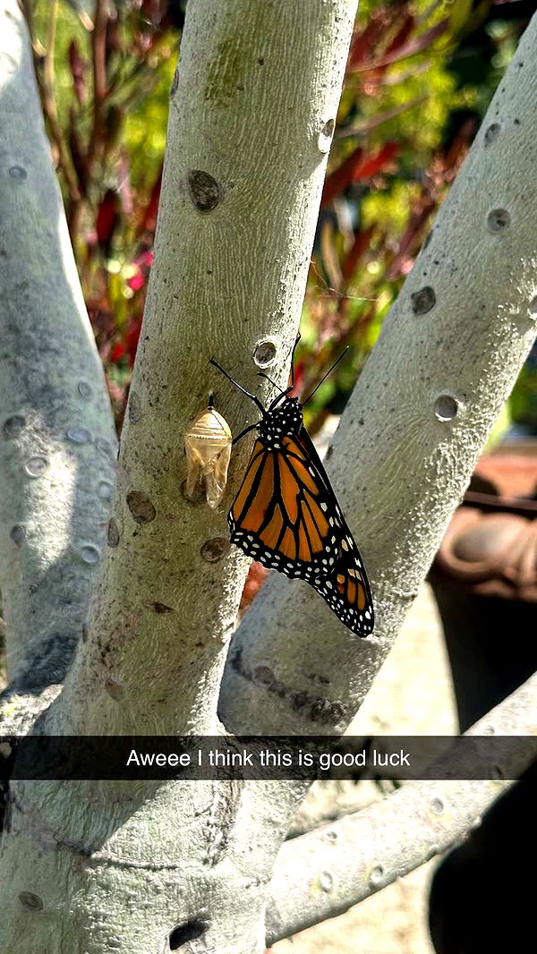 jadelynmusic image ~ Altpins