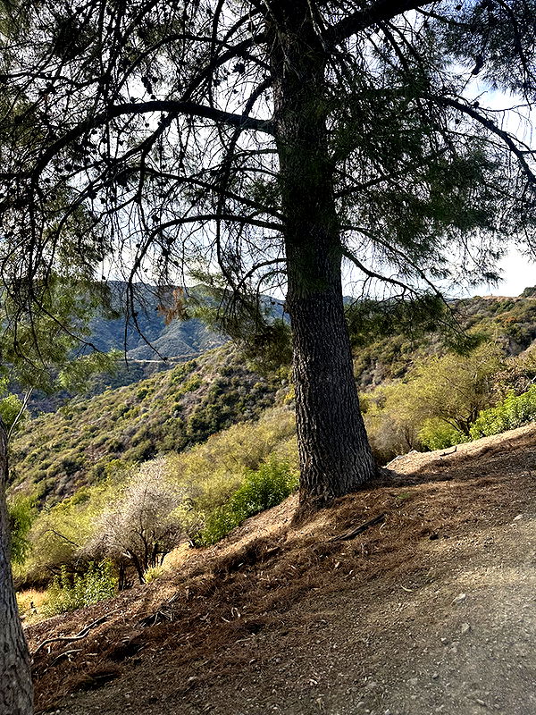 jadelynmusic image ~ Altpins