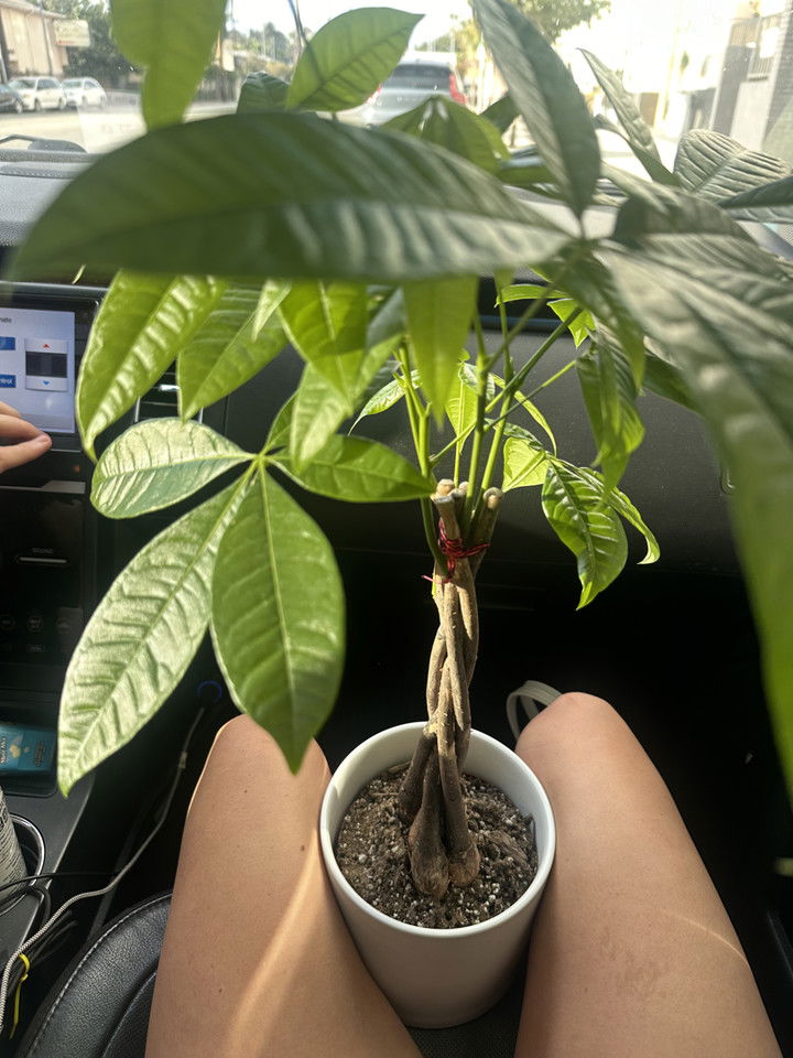 jadelynmusic snapchat image archive image