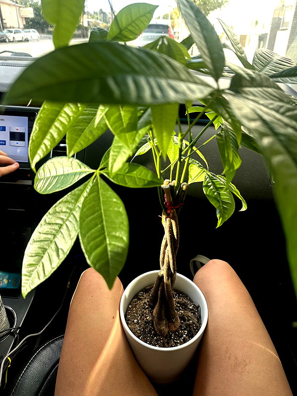 jadelynmusic image ~ Altpins