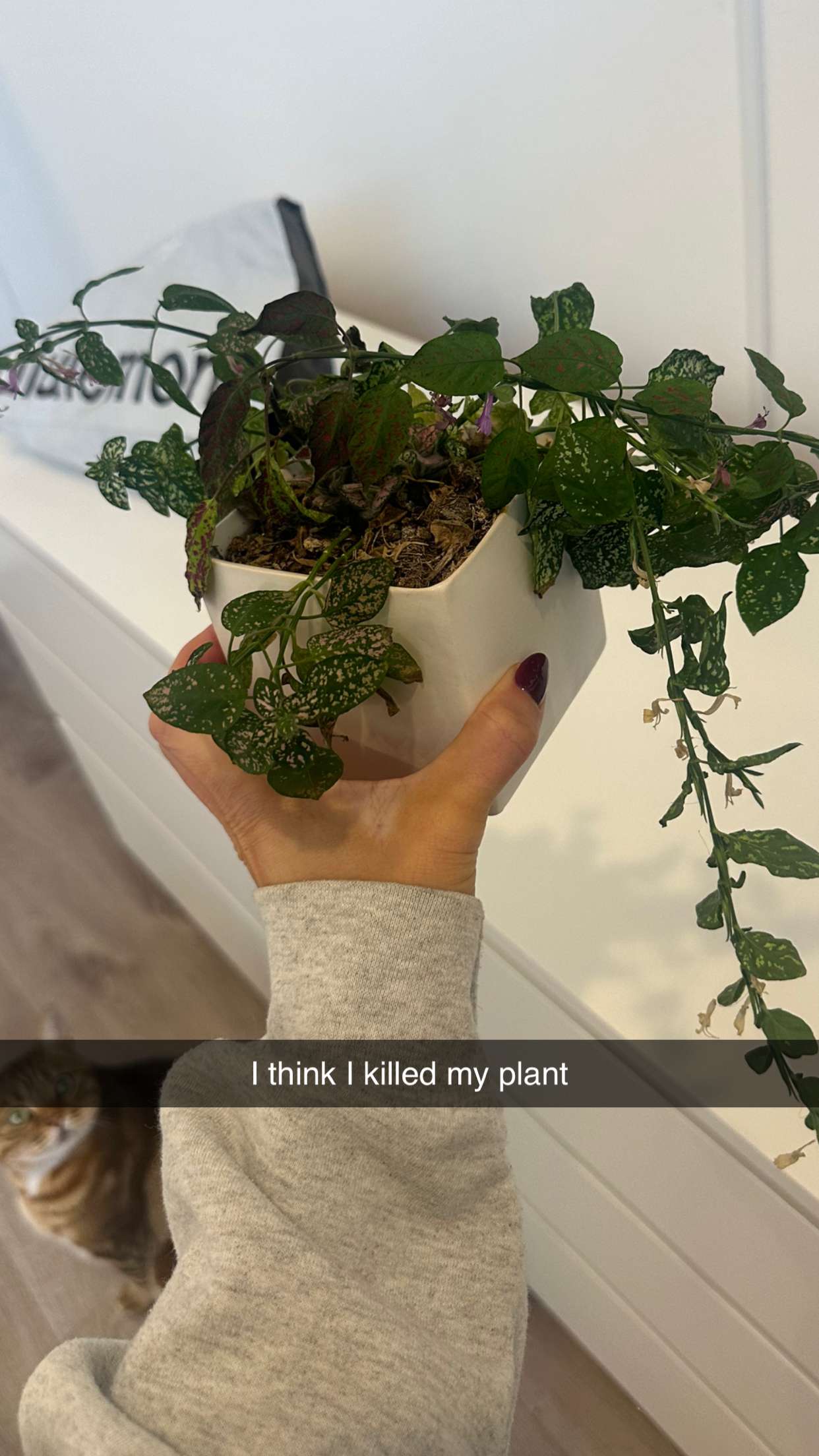 jadelynmusic snapchat image archive image