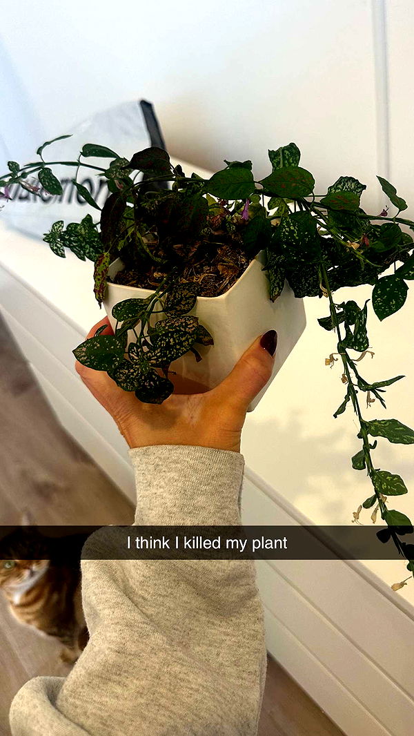 jadelynmusic image ~ Altpins