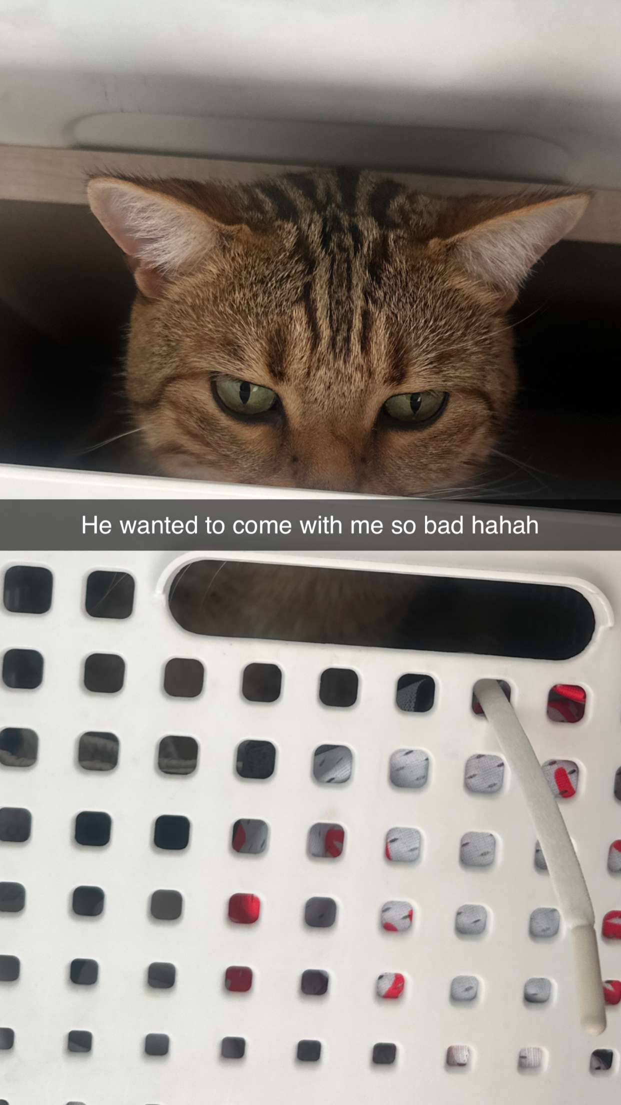 jadelynmusic snapchat image archive image