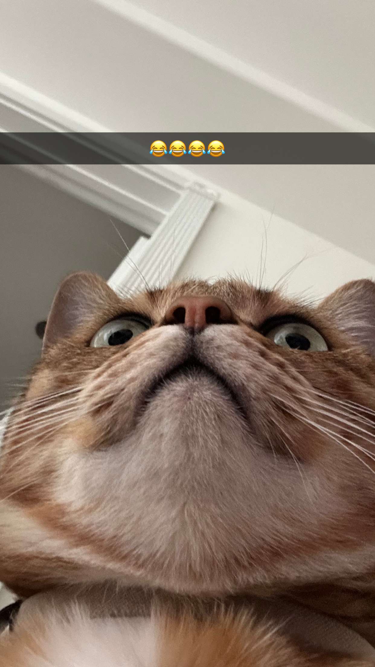 jadelynmusic snapchat image archive image