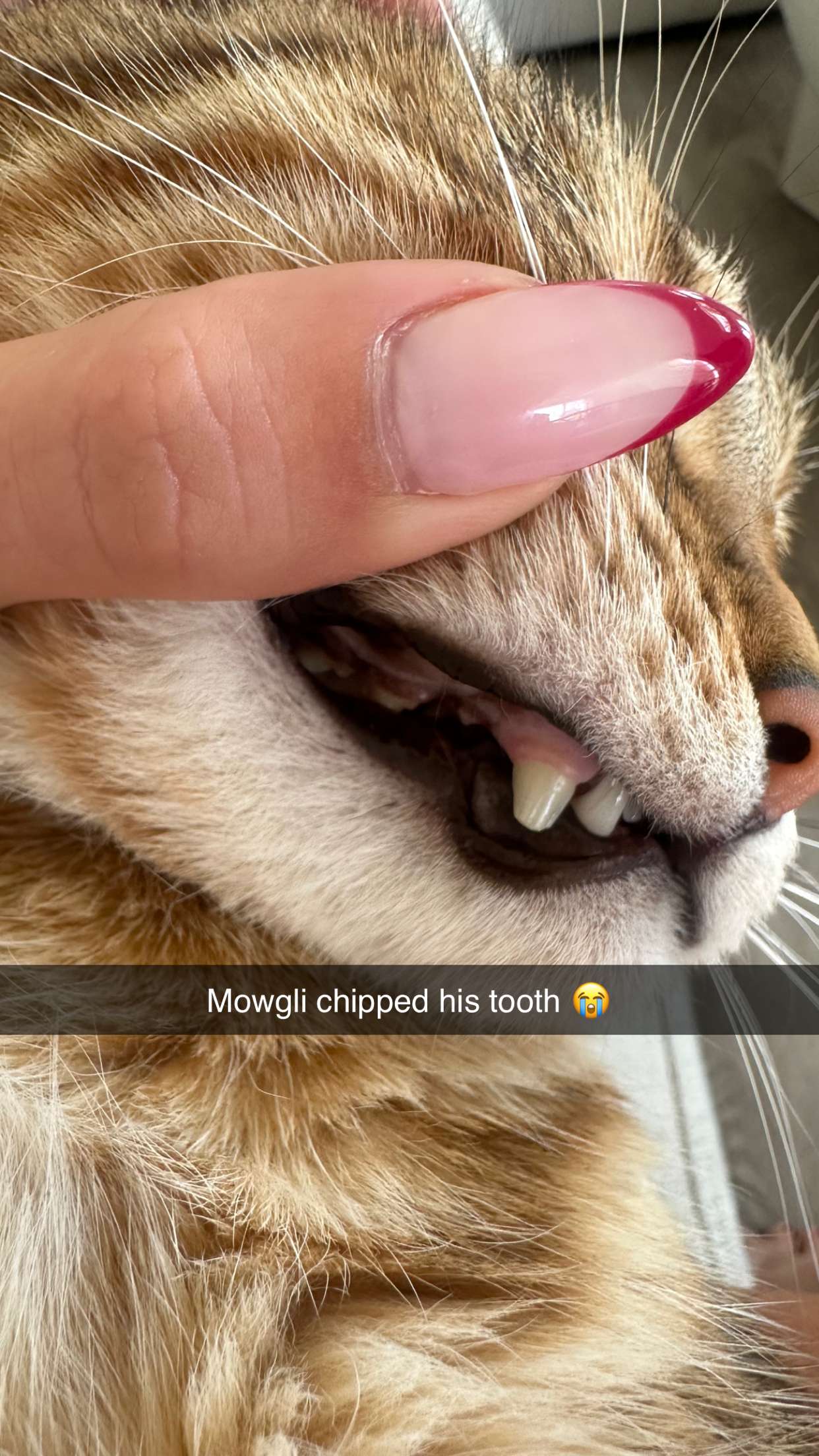 jadelynmusic snapchat image archive image