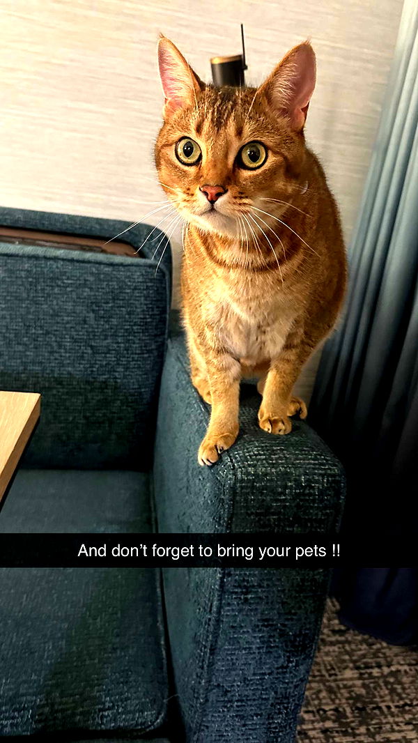 jadelynmusic image ~ Altpins