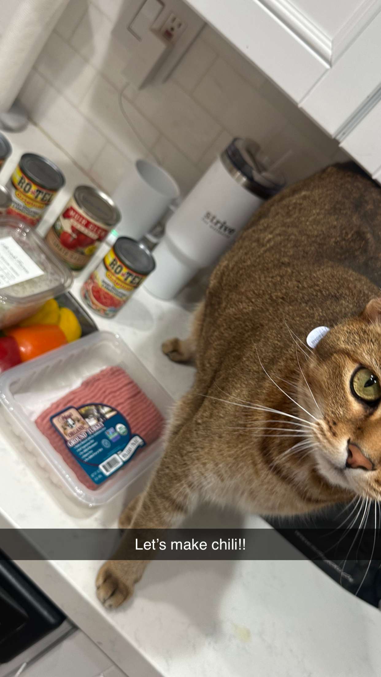 jadelynmusic snapchat image archive image