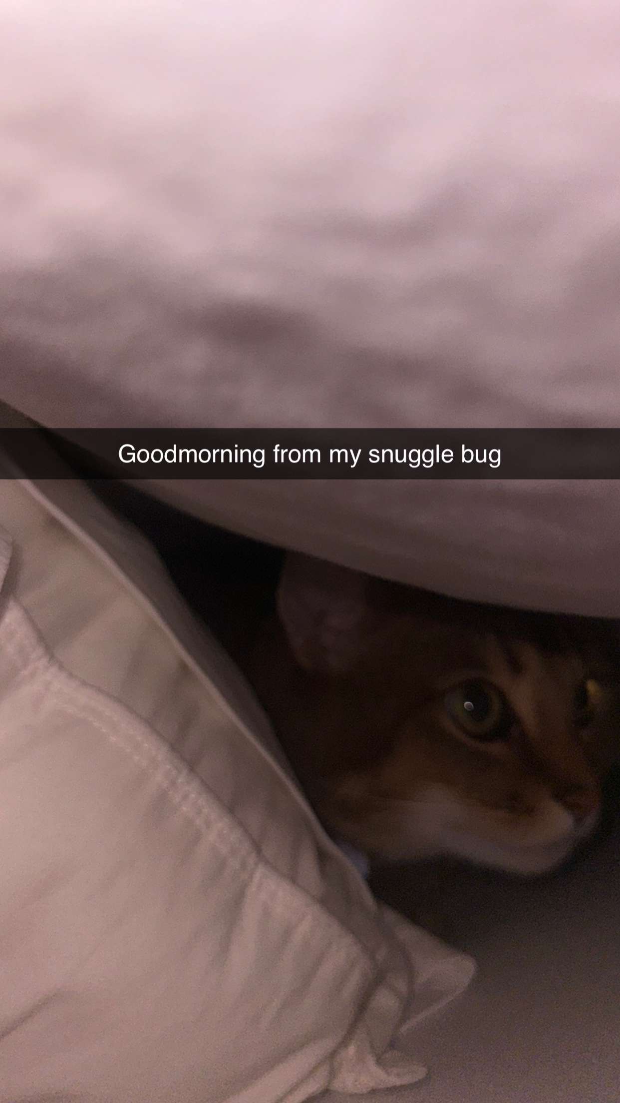 jadelynmusic snapchat image archive image