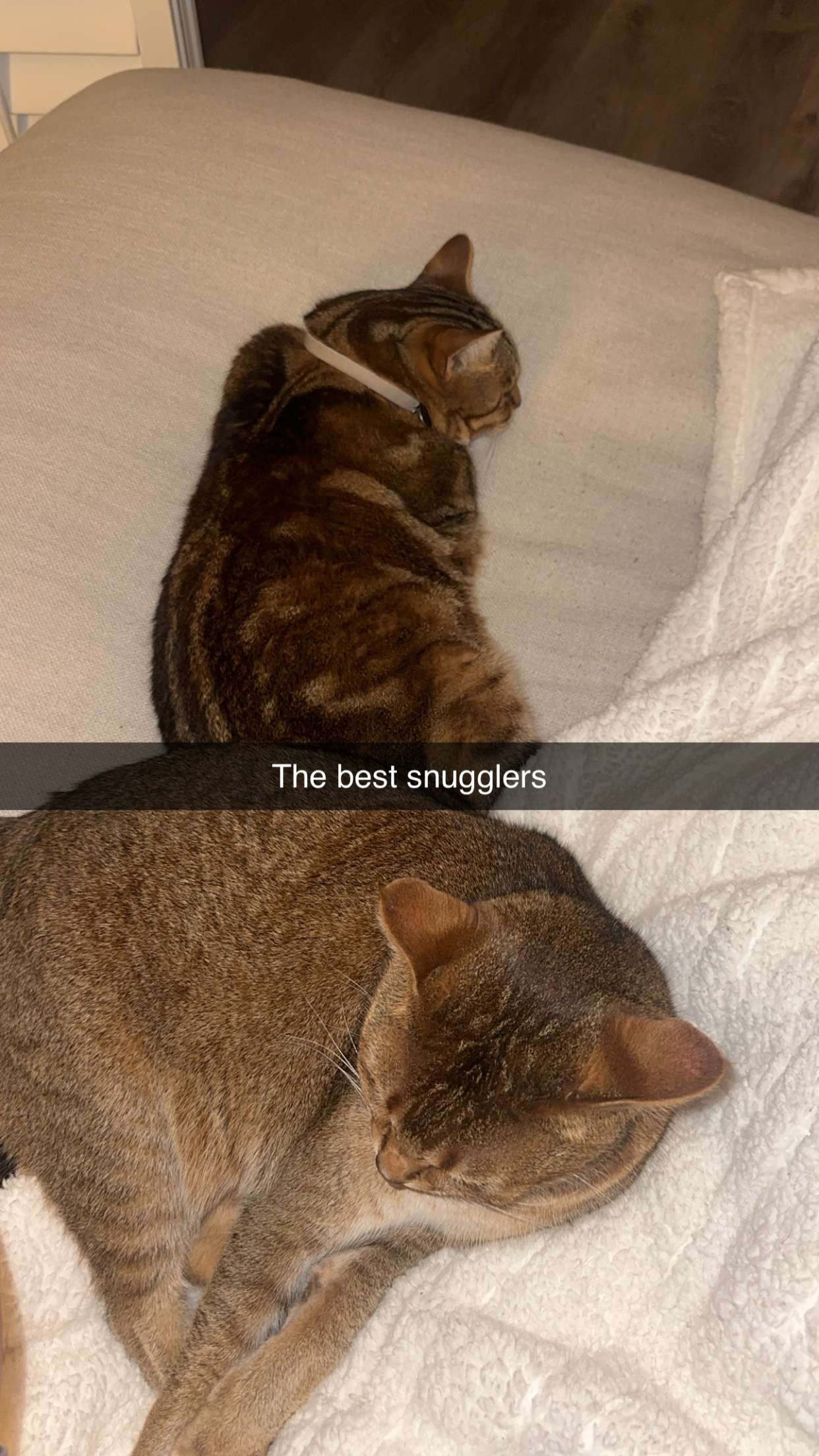 jadelynmusic snapchat image archive image