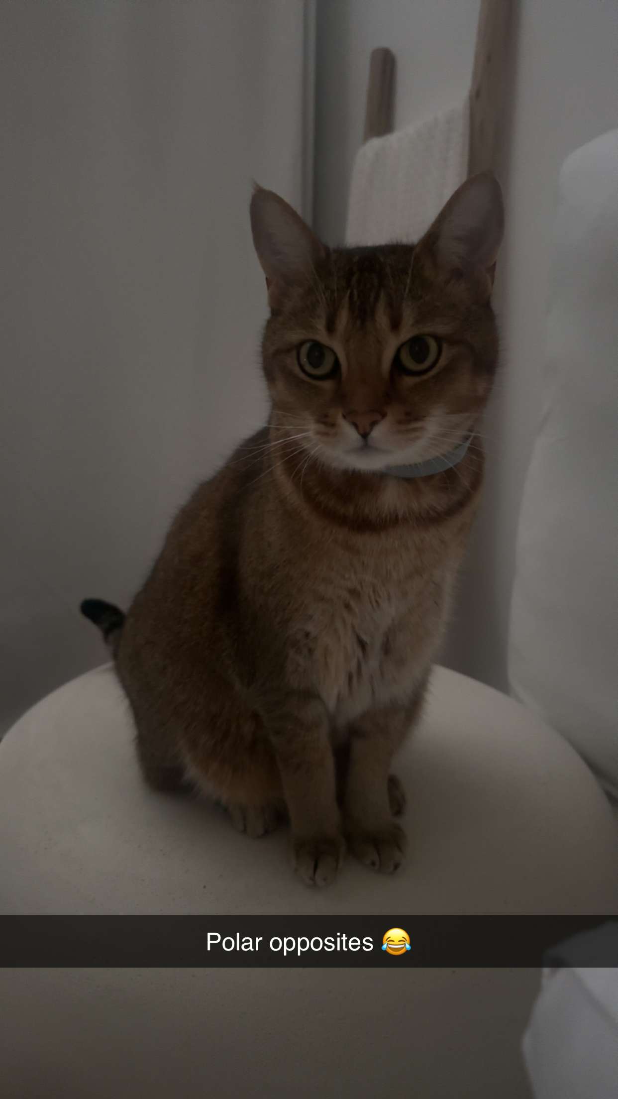 jadelynmusic snapchat image archive image