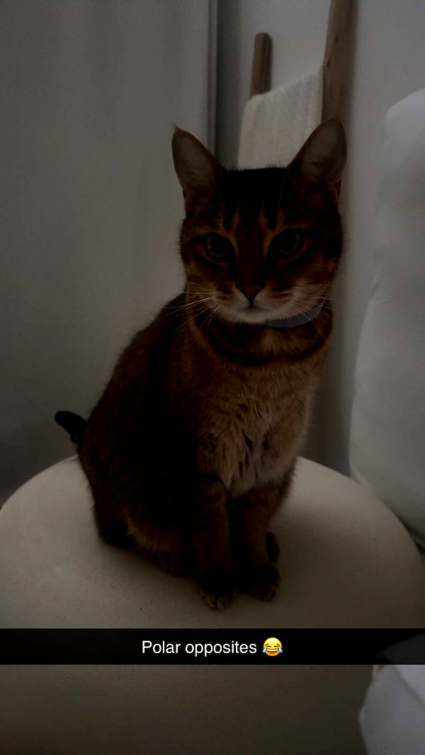 jadelynmusic image ~ Altpins