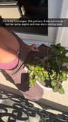 jadelynmusic Altpins Profile Picture