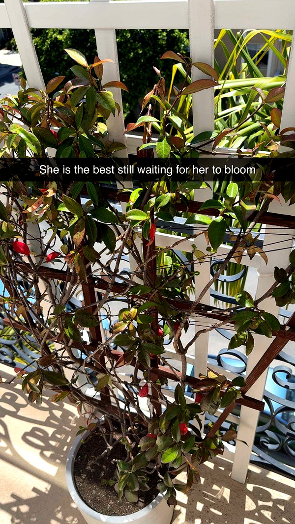 jadelynmusic snapchat image archive image