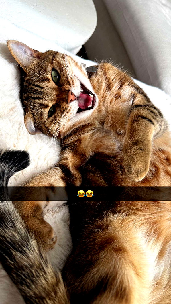 jadelynmusic snapchat image archive image