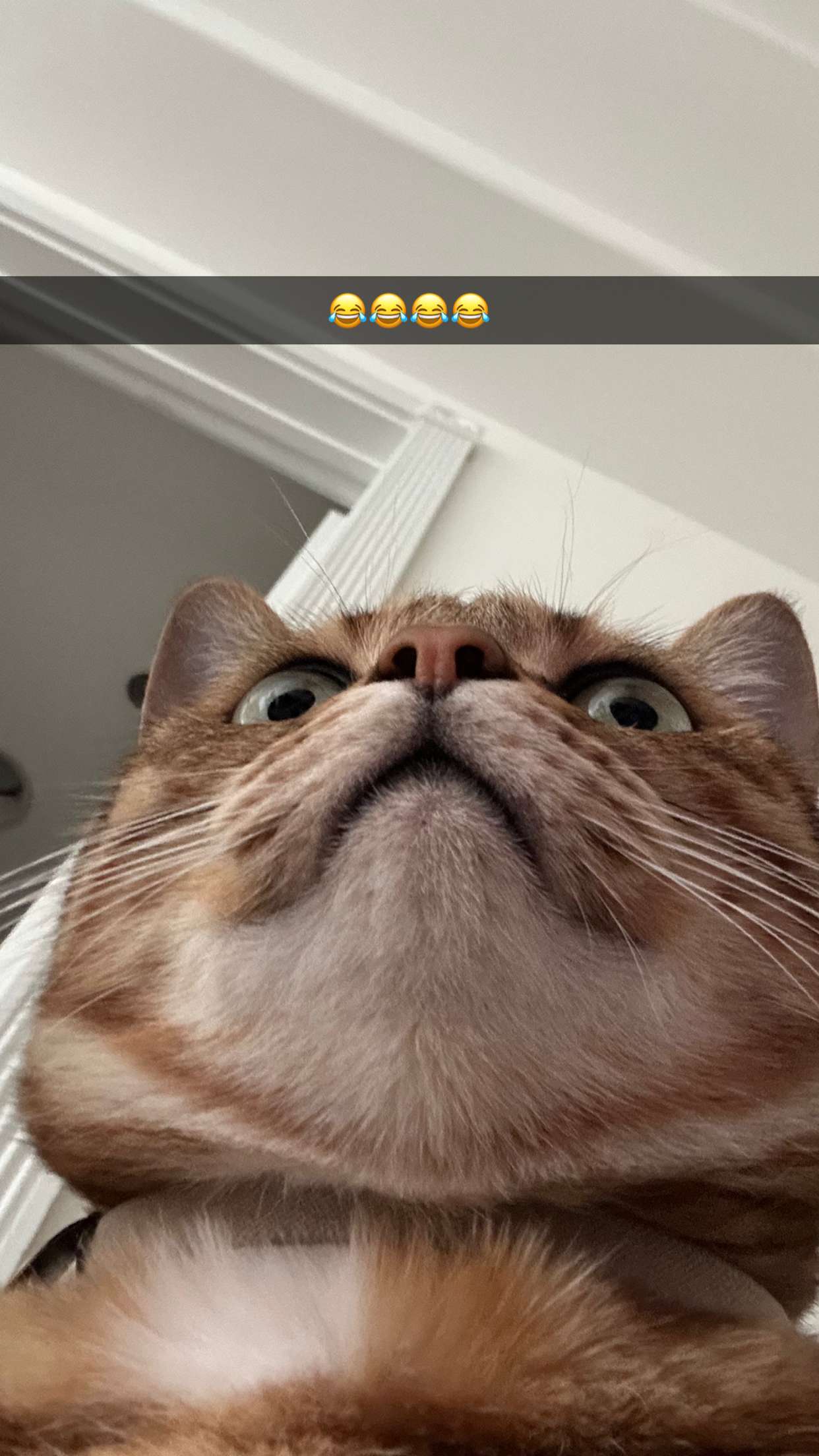 jadelynmusic snapchat image archive image