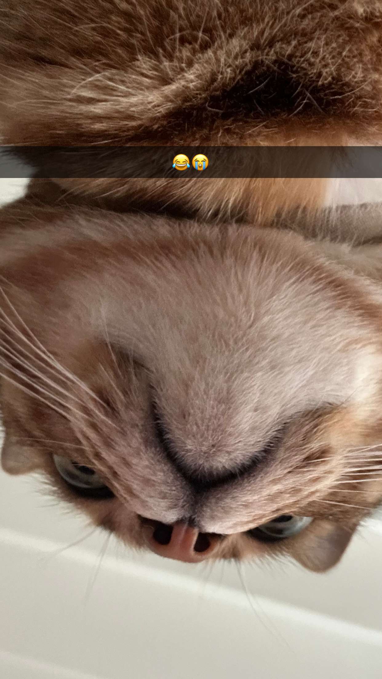 jadelynmusic snapchat image archive image