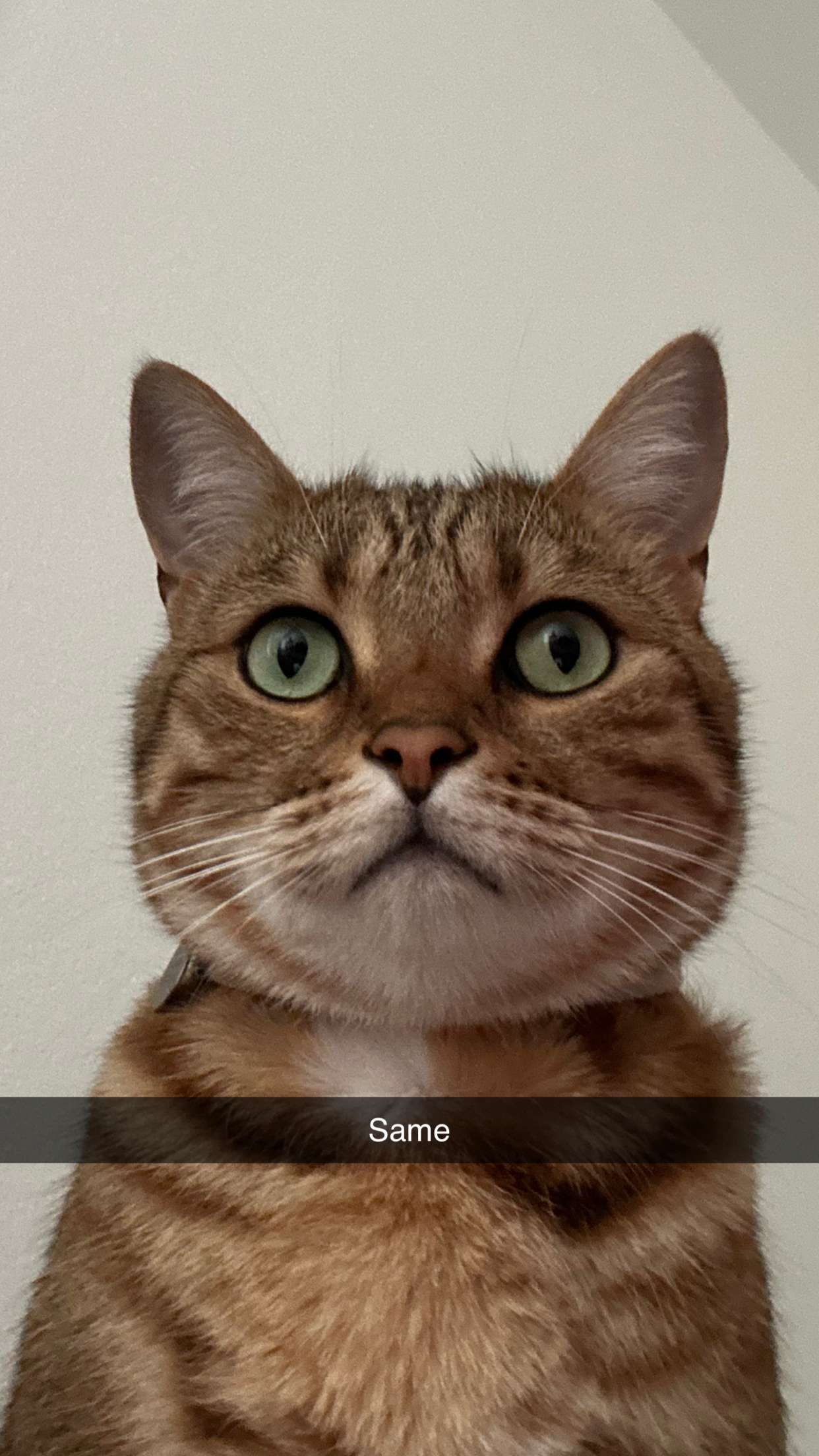 jadelynmusic snapchat image archive image