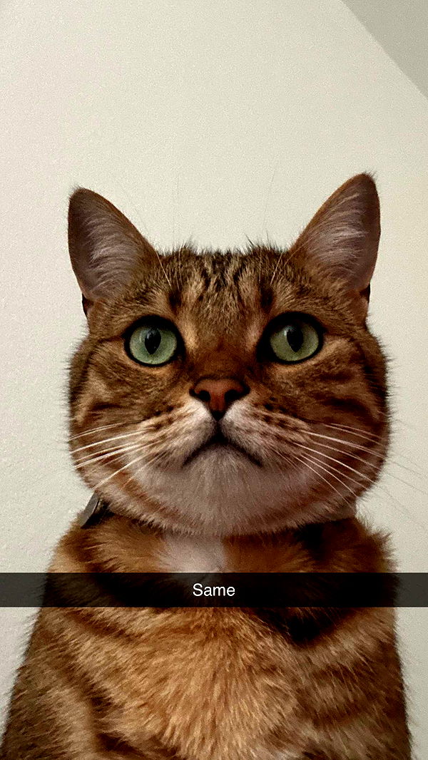 jadelynmusic image ~ Altpins