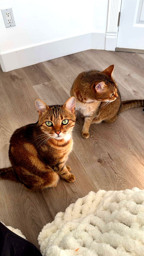 jadelynmusic image ~ Altpins