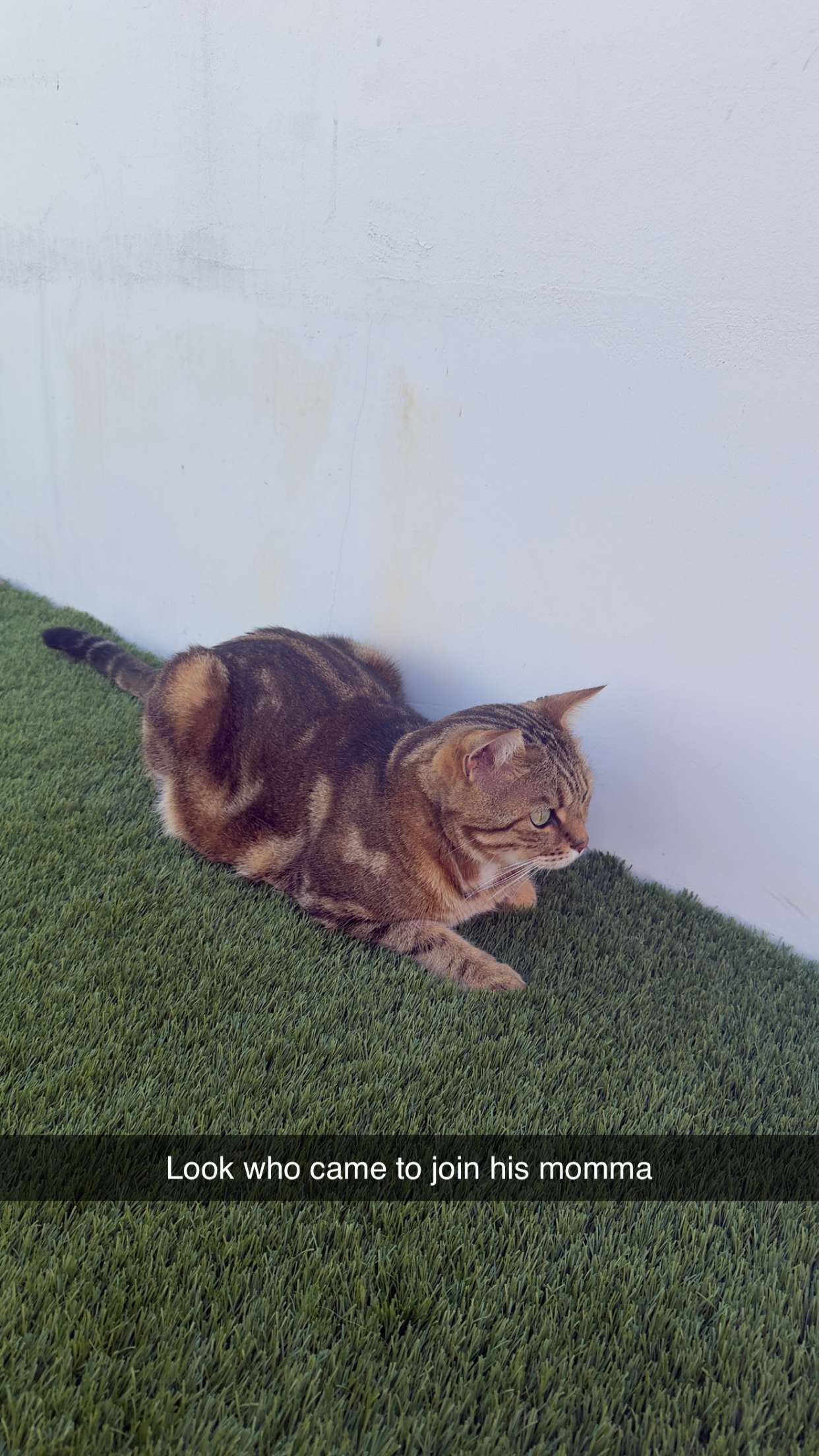 jadelynmusic snapchat image archive image