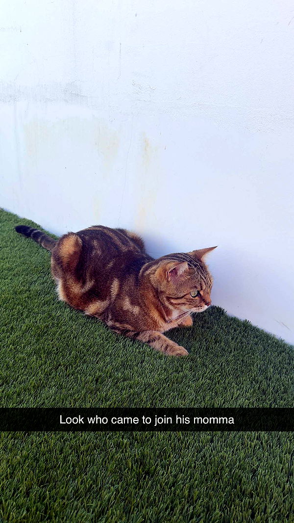 jadelynmusic image ~ Altpins