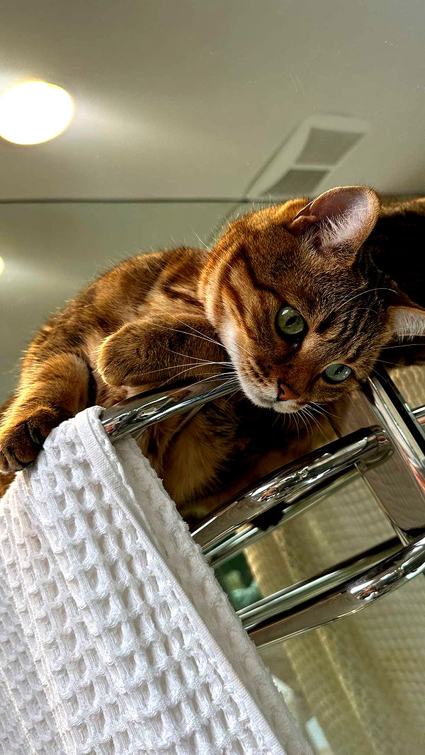 jadelynmusic image ~ Altpins