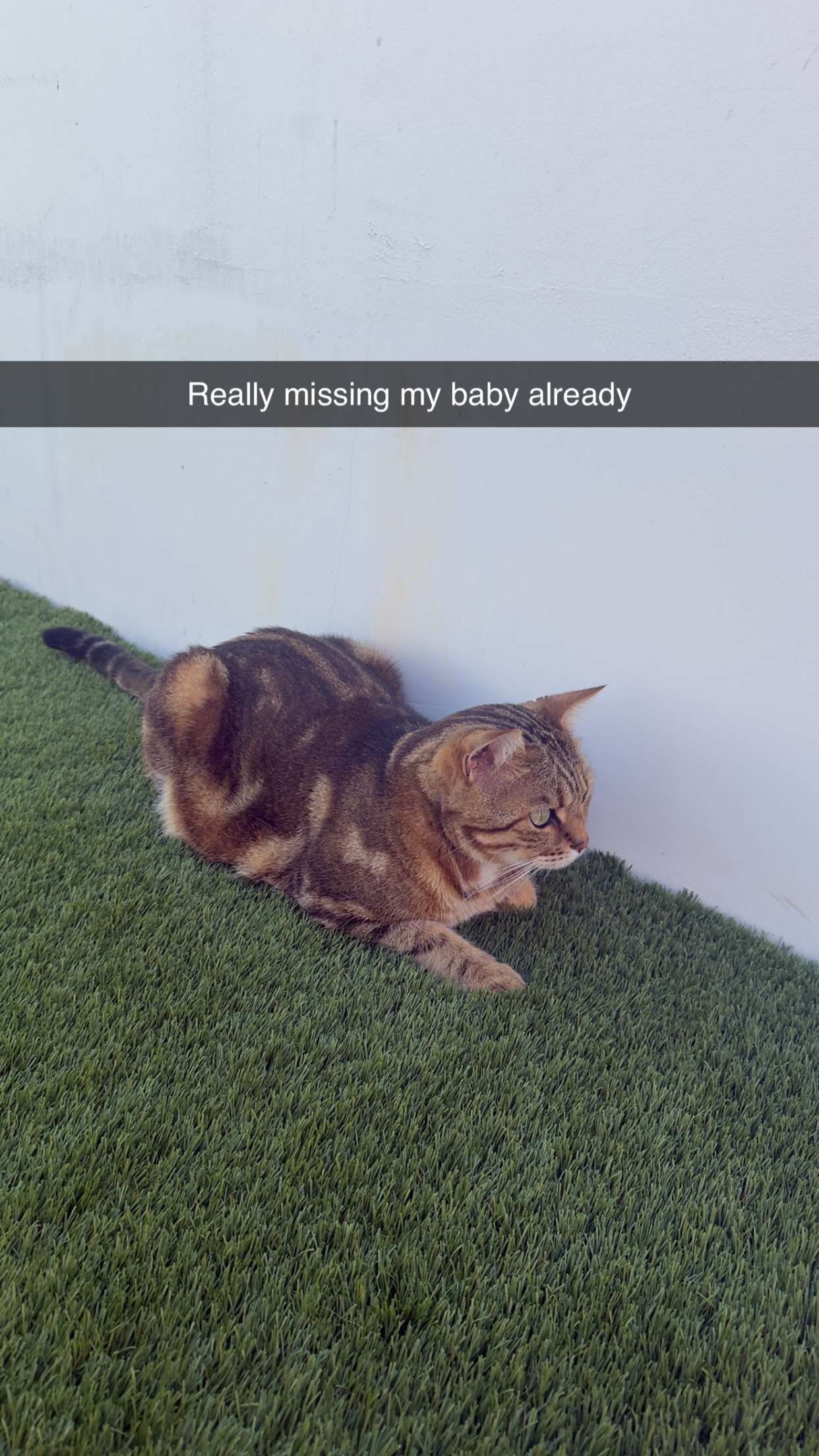 jadelynmusic snapchat image archive image