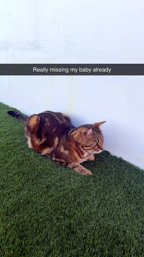 jadelynmusic image ~ Altpins