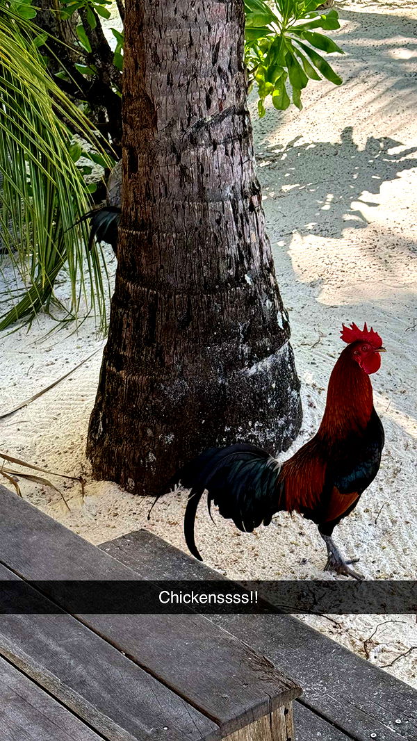 jadelynmusic image ~ Altpins